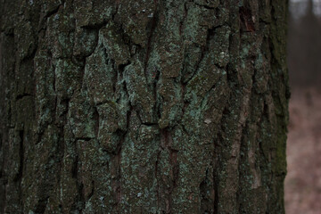 Moss on the bark of a tree