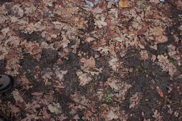 Background of brown fallen leaves on the ground