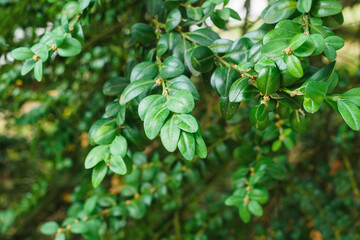 leaves of boxwood evergreen broadleaf convex close-up