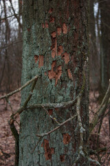 Moss on the bark of a tree