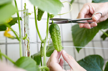 Men's hands harvests cuts the cucumber with scissors. Farmer man gardening in home greenhouse