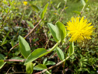 A water mimosa, Neptunia Oleracea, as a beautiful wild plant with a vibrant color