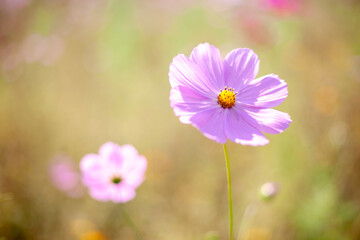 활짝 핀 핑크색 코스모스 