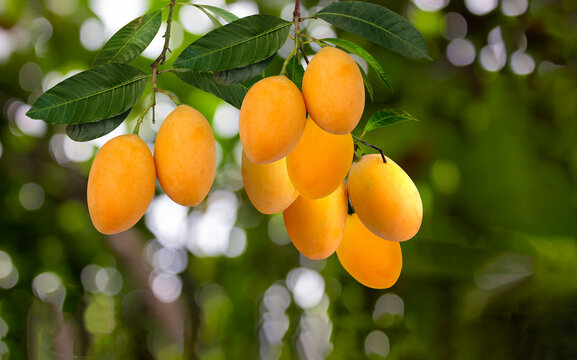 Thai plango fruit  or Marian Plum with green leaves with light bokeh at orchard, tropical  healthy fruit, asian fruit,
