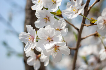 Fototapeta premium 봄에 만날수 있는 활짝 핀 벚꽃 풍경