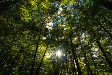 Fototapeta na wymiar Wide angle view of lush forest from below with sunlight between the trees