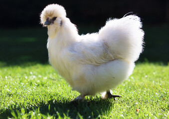 Silkie chickens on a grass, outdoor, bio farm