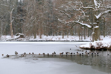 Winter Bärensee bei Stuttgart