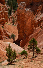 Fototapeta premium 671-129 Spires and Pinyon Pines