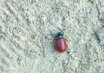 Chrysomela sp. brown bug crawling on white sand, dorsal view