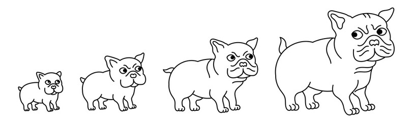 Stages of bulldog growth set. From puppy to adult dog. Animal pets. Editable outline stroke. Vector infographic.