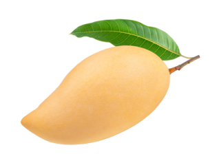 Yellow mango with leaves on white background, Golden mango on the white background PNG file.
