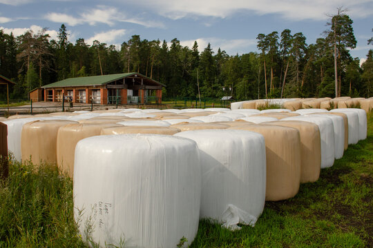 Stacked round bales of silage on a farm against the backdrop of a forest. Cattle feed wrapped in white film.