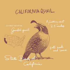 USA birds illustration. United States of America greeting card.  California Quail Ink drawing