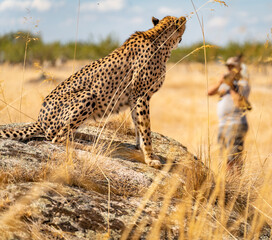 Se disfruta haciendo fotos tan cerca a estos felinos #cursos #biología #guepardos