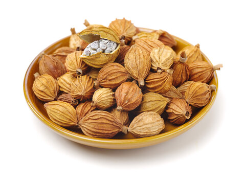 Dried Herbs, Latin name: Amomum villosum Lour. Chinese name: Xiang Sha Ren and known as Cocklebur-like Amomum Fruit, Fructus Amomi, Villous Amomum Fruit , Chinese herb medicinal on white background