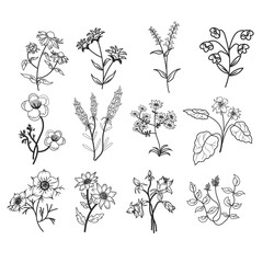 vector set of botanical leaf doodle wildflower line art isolate on white background
