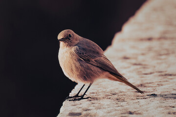 Common redstart female (Phoenicurus phoenicurus), or simply redstart perched on a city wall. Small passerine bird in the genus Phoenicurus. Image with copy space.