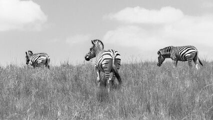 Zebras Wildlife Animals Wilderness Grass Lands Rear Black and White Photograph Horizon Landscape.