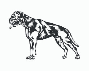 PrintBoxer Dog Vector illustration, Boxer Dog Vector on White Background