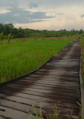Obraz premium wooden footbridge in the ricefield