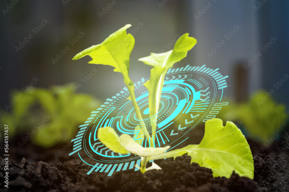 Wall mural Tech circle innovation of a kale sprout planted in the soil for planting. The stems of kale sprouts growing on the soil with orange light effect.