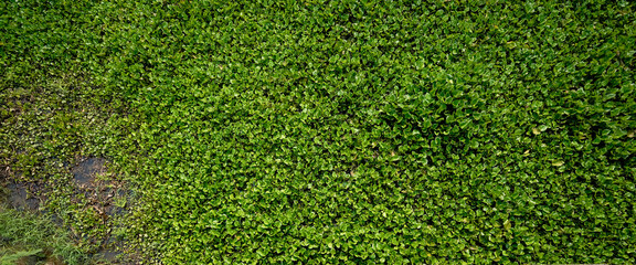 Fototapeta premium The Water Hyacinth is covering all the river and obstructing water flow. That is the one of water pollution.