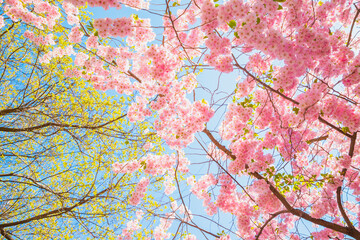 Pink Cherry tree sakura blossom flowers and young green leaves in blue sky. Spring time, view from below, background texture full frame, horizontal photo.