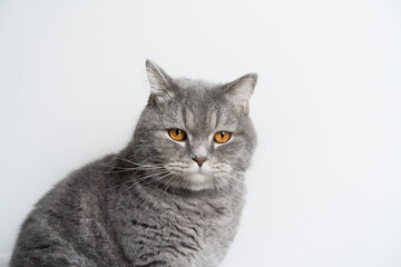 Obraz premium Blue Tabby Cat White Background