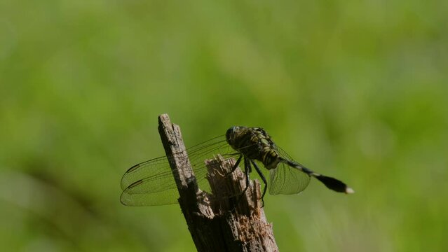 A green dragonfly or the slender skimmer or green marsh hawk (orthetrum sabina) perched on a broken branch sticking out in the grass