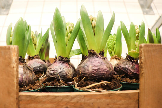 spring bulbous flowers in pots