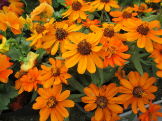 秋の花壇に美しく咲く、オレンジ色が鮮やかなジニアの花