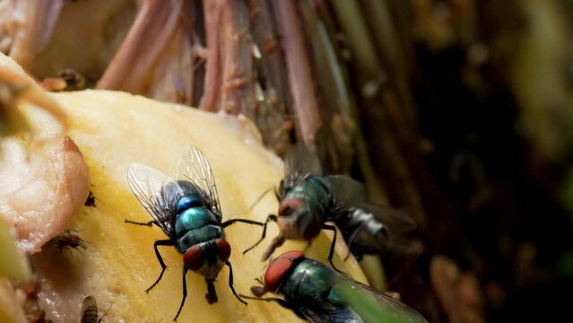 A group of common green bottle fly (Lucilia sericata) and common fruit fly (Drosophila melanogaster) are swarming the open jackfruit