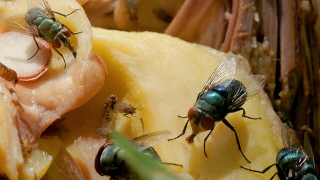 A group of common green bottle fly (Lucilia sericata) and common fruit fly (Drosophila melanogaster) are swarming the open jackfruit