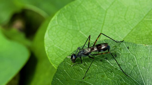 A fruit fly (fungus gnats) with black and white stripes swipes its legs and its tongue licks the surface of the green leaves. They can be a problem for houseplants when their population explodes