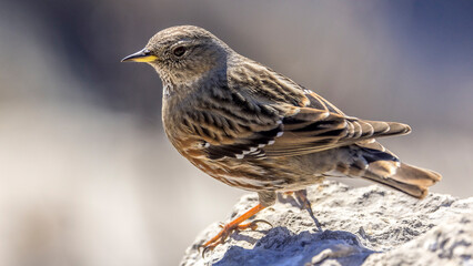 Alpine Accentor (Punella collaris) on rocks in the Southern Alps of France