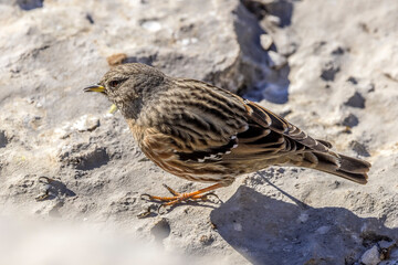 Alpine Accentor (Punella collaris) on rocks in the Southern Alps of France