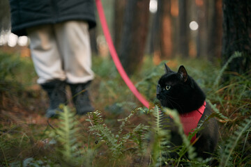 Black domestic cat during the walk. Pet walking in the forest.