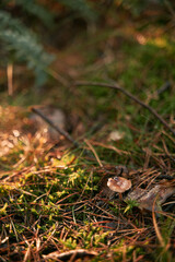 Mushroom in the woods. Macro close-up of fresh mushroom shining in the sun rays