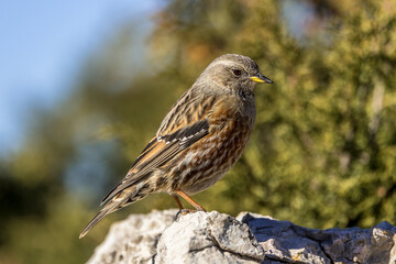 Alpine Accentor (Punella collaris) on rocks in the Southern Alps of France