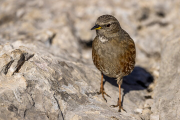 Alpine Accentor (Punella collaris) on rocks in the Southern Alps of France
