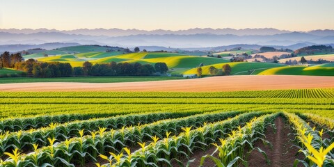 Corn field growing in farmland with mountains in the background, beautiful plains, rolling hills and immaculate rows of crops