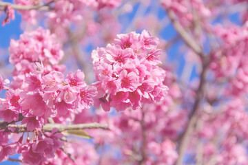 Japanese flowering cherry  or beauty pink flower cherry blossum  (Prunus x yedoensis) blooming on branch of tree spring or winter on blue sky background in Thailand