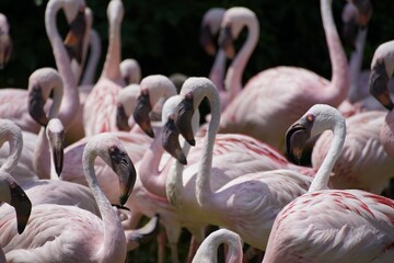 group of flamingos in the zoo