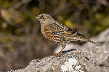 Alpine Accentor (Punella collaris) on rocks in the Southern Alps of France
