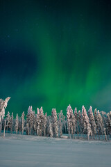 Beautiful winter night with Northern lights (aurora borealis) in the sky and deep snow covered...
