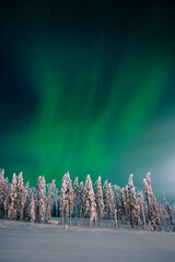 Beautiful winter night with Northern lights (aurora borealis) in the sky and deep snow covered...