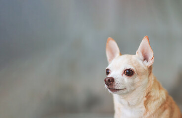  brown short hair chihuahua dog on cement wall background, looking at copy space. Head shot photo.