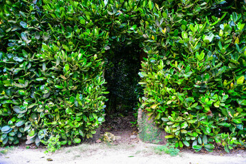 沖縄の有名なフクギ並木