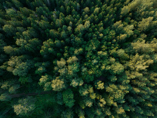 Naklejka na ściany i meble Aerial view of forest in autumn season during sunset